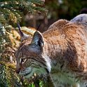 slides/IMG_8047.jpg wildlife, feline, cat, predator, fur, eurasian, lynx, eye, ear, tuft, prowl WBCW102 - Eurasian Lynx